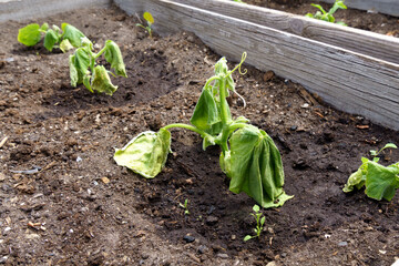 Hot summer dryness destroying cultivated crops. Dehydration of Crop cucumber. Summer season