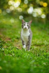 Young tabby cat in nature background