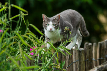 Young tabby cat on a garden fence