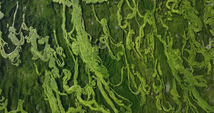 Greenish Seaweed Plant Growing Underwater Lake 4k
