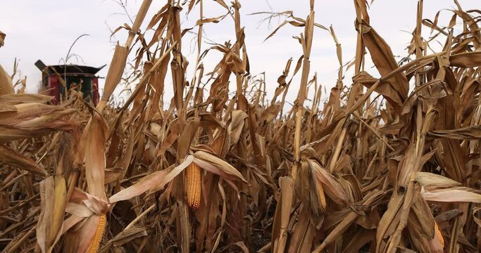 A combine harvester harvests corn in a golden field