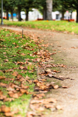 Folha de outono no chão