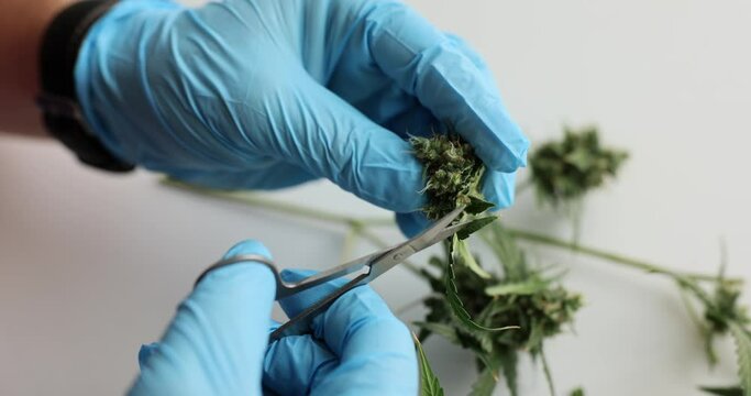 Persons cut marijuana leaves with scissors. Post harvest processing of hemp