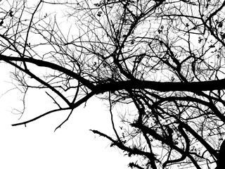 Silhouette tree branches isolated for Halloween background. - 652716413