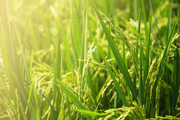 The rice fields of agriculture that are blooming long beautiful green
