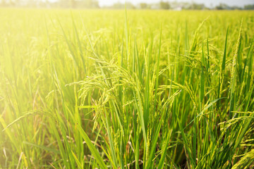 The rice fields of agriculture that are blooming long beautiful green