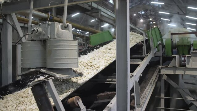 Chopped sugar beets at a sugar factory moves a conveyor belt. Full cycle of processing of sugar beets. Food Industry