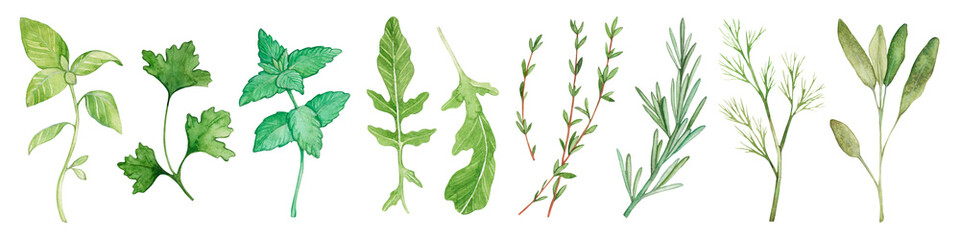 Large collection of botanical watercolor illustrations of herb plants. Fragrant spices for food. Hand drawn. © Милана Павлова