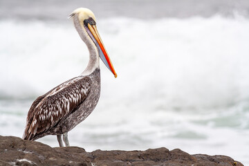 Braunpelikan (Pelecanus occidentalis), Arica, Chile