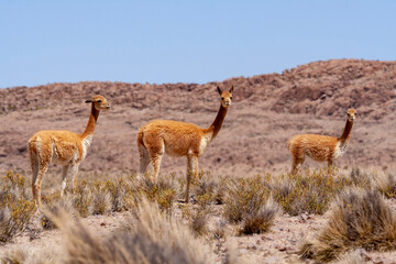 Vikunja (Vicugna vicugna),Nationalreservat Las Vicu&ntilde;as,Altiplano,Chile,S&uuml;damerika