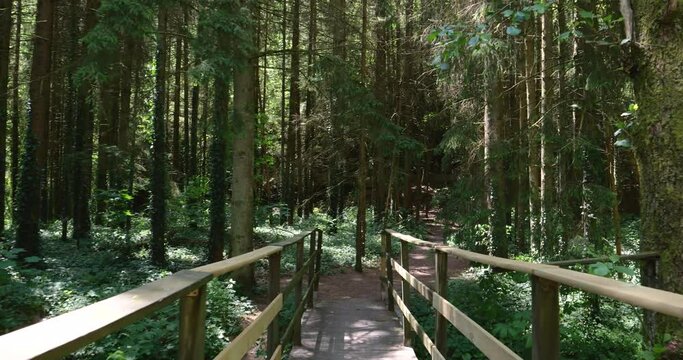a tranquil walk along a wooden pond pathway, ensconced in a serene fir tree forest. The scene encapsulates the concept of seeking solitude and escape from daily life