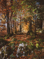 forest in autumn, gold foliage on the ground, light of sun through the trees. Golden hour in the nature, seasonal landscape. autumn hiking