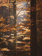 forest in autumn, gold foliage on the ground, light of sun through the trees. Golden hour in the nature, seasonal landscape. autumn hiking