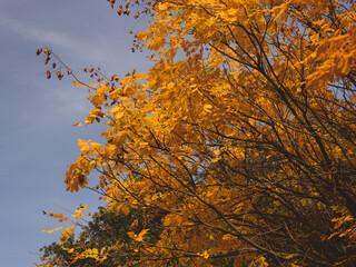 seasonal fall foliage, golden leaves on tree, autumn in a urban park, no peaple. autumn scene,  blue sky