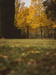 seasonal fall foliage, autumn in a urban park, no people. autumn scene, golden leaves on trees, green grass