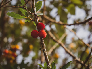 seasonal fall flowering, branch with yellow and red fruits. autumn scene, gold seasonal color