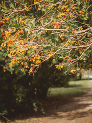 seasonal fall flowering, branch with yellow and red fruits. autumn scene, gold seasonal color