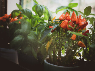 Aromatic herbs, home growing of plants, home garden. Jars of aromatic plants to the window: chilli, basil. organic cultivation, organic farm, sustainability