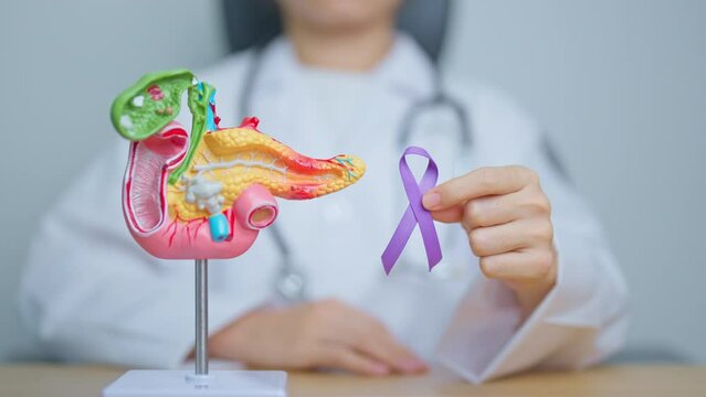 Doctor holding Purple ribbon with human Pancreas model for support Pancreatic cancer November awareness month, Pancreatitis, Digestive system, World Cancer day and Health concept