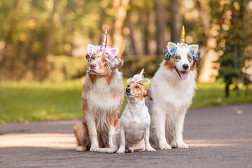 Naklejka na ściany i meble Three dogs dressed in unicorn hoops sit in the park