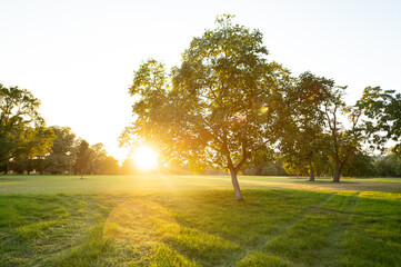 Die Morgensonne scheint durch die Bäume in einem Park