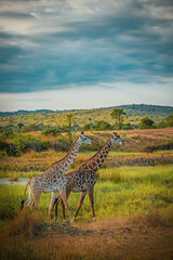 Wild African giraffes at sunrise