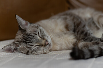 猫の寝顔