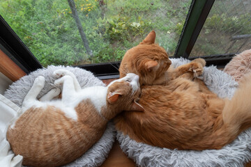 窓辺でくつろぐ二匹の猫
