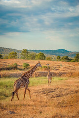 Obraz premium Wild African giraffes at sunrise