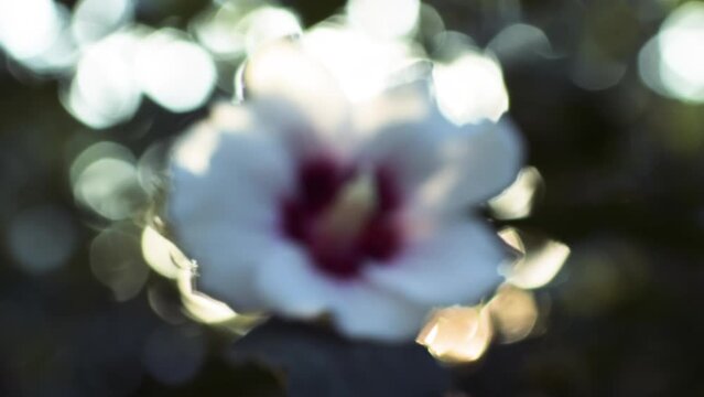 Cinematic footage captures a blooming white-pink hibiscus, its allure heightened by defocused sunlight pouring through leaves, apt for both series intros and advertisements