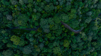 Aerial top view road in forest with car motion blur. Winding road through the forest. Car drive on the road between green forest. Ecosystem ecology healthy environment road trip. - obrazy, fototapety, plakaty