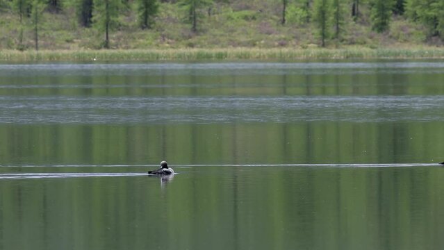 Black-throated loon swims on the surface of the lake