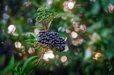 Branch of a ripe black elder in the sunlight. Colored blurred highlights. Soothing nature screensaver.