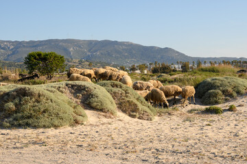 A flock of sheep grazing on a summer grass. Kos island, Greece