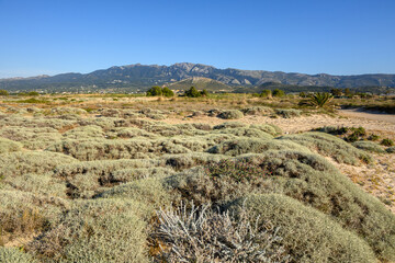 Dunes vegetation on Tigaki beach. Mountain view. The island of Kos. Greece