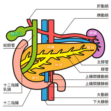 膵臓のイラスト