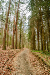 View over a magical mixed pinewood, pine forest with a dirt muddy road, Germany, at warm sunset evening