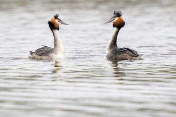 Great crested grebe (Podiceps cristatus), swimming pair performing the courtship display on the water, Netherlands.