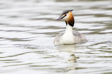 Great Crested Grebe (Podiceps cristatus swimming in water with reflection, Netherlands.