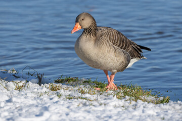 Greylag Goose (Anser anser) walking at snow covered riverbank, IJssel river, Netherlands.