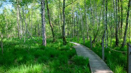 Wanderpfad durchs Moor am Obertrumer See in Östereich