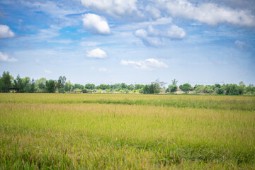 Scenery of green rice fields bright sky background