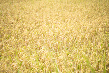 Rice grains in ears of rice Beautiful golden fields and ears of rice before harvest