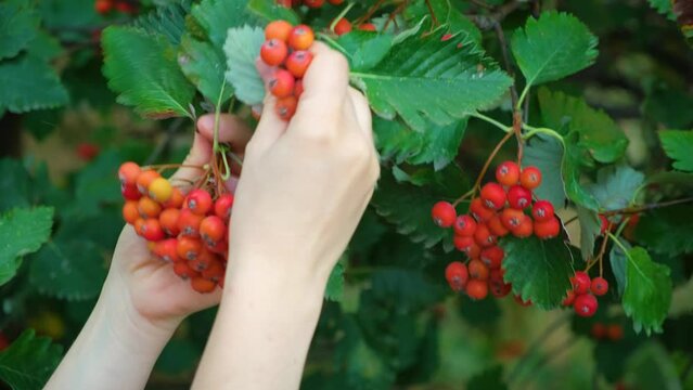 A woman picking ripe berries of Scandinavian rowan from a tree in the autumn
