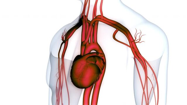 Human Circulatory System Heart Beat Anatomy Animation Concept