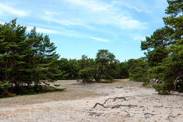 trees on the beach
