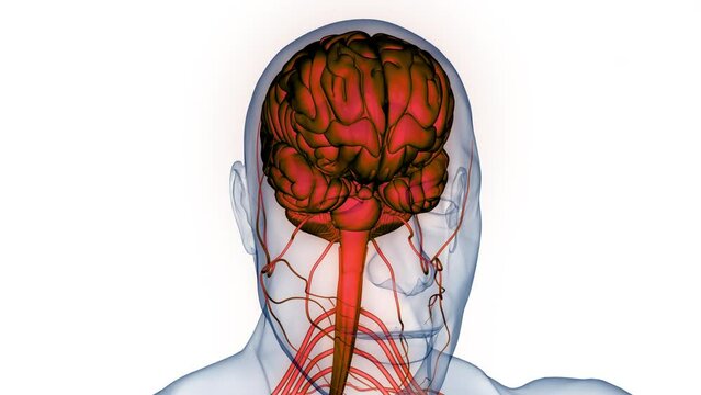 Central Organ of Human Nervous System Brain Anatomy Animation Concept