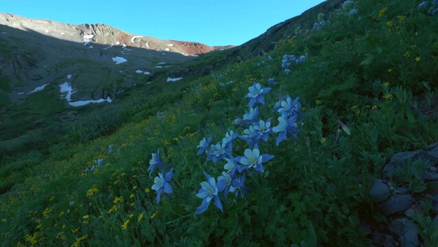 Cinematic slow motion pan left breeze columbine colorful wildflower last sunset golden hour light Ice Lake Basin Silverton Telluride Ouray Trailhead top of snow melted peak Rocky Mountains landscape