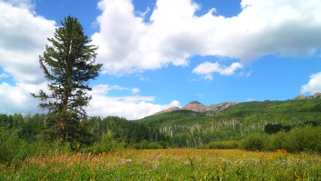 Cinematic slow motion pan left breeze colorful Colorado summer wildflower and Aspen tree forest Kebler Pass Crested Butte Gunnison stunning Rocky Mountains landscape valley and peaks blue sky clouds