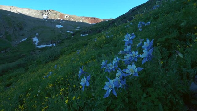 Cinematic still slow motion breeze columbine colorful wildflower last sunset golden hour light Ice Lake Basin Silverton Telluride Ouray Trailhead top of snow melted peak Rocky Mountains landscape